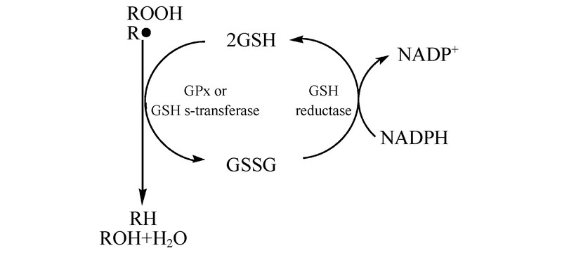 Schematic diagram of GSH antioxidant function
