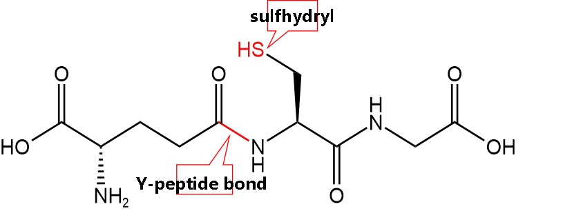 Reduced glutathione structure