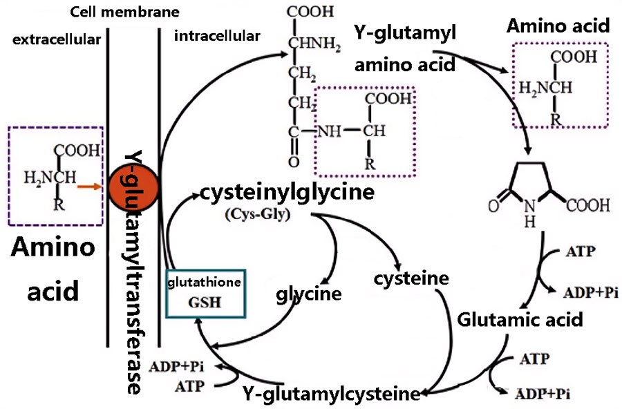 GSH participates in the gamma-glutamine cycle