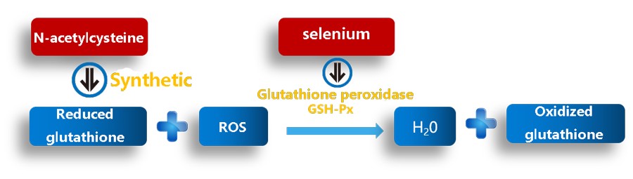 Action mechanism of GSH-PX