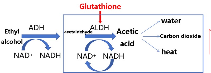 Glutathione promotes alcohol metabolism pathways