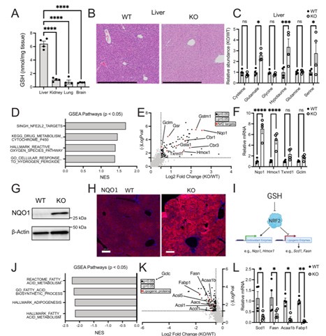 Gclc KO mice induced Nrf2 target gene expression and inhibited lipogenesis gene expression