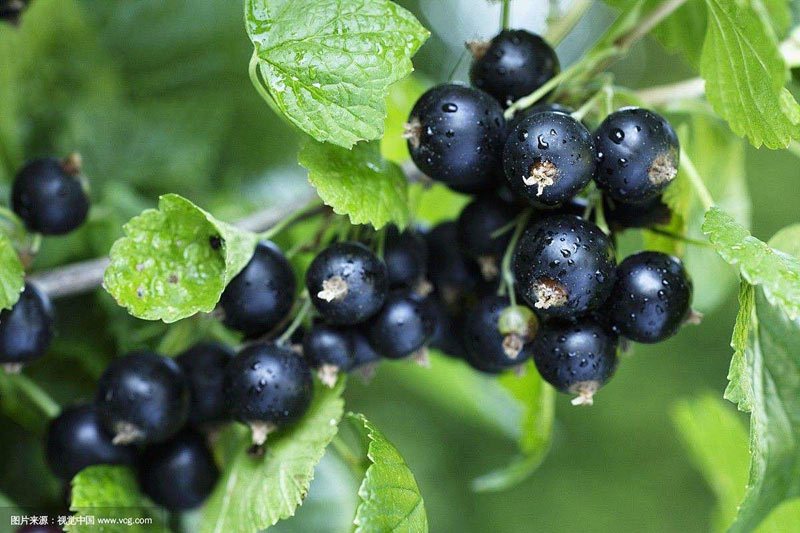 New Zealand blackcurrant