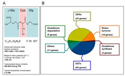 synthesis of glutathione and its role in abiotic stress in plants